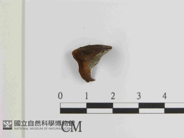木耳藏品圖，第1張