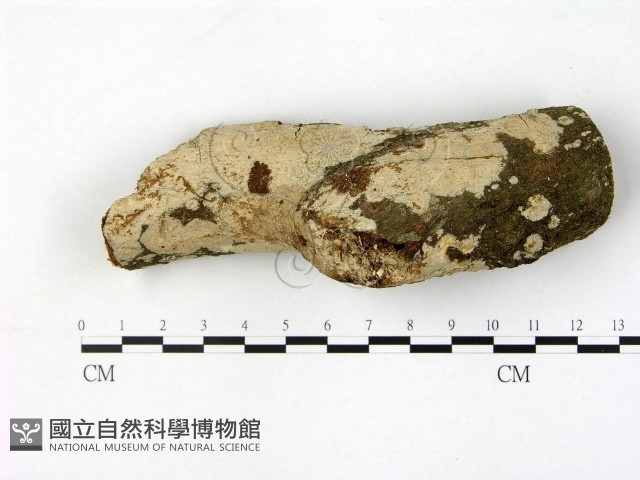 刺皮菌屬藏品圖，第1張