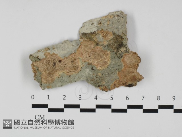 絲齒菌屬藏品圖，第1張