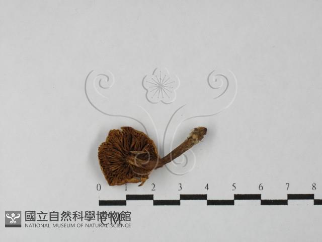 登錄號:F0027484藏品圖，第1張