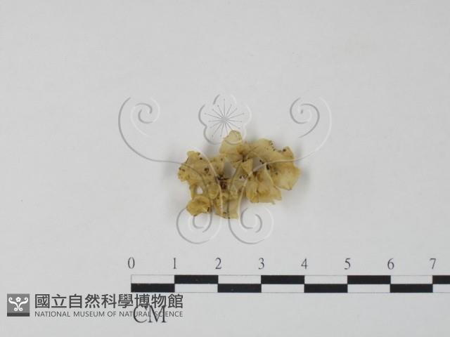 登錄號:F0007484藏品圖，第1張