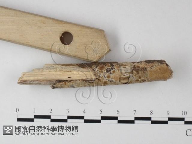 登錄號:F0025484藏品圖，第1張