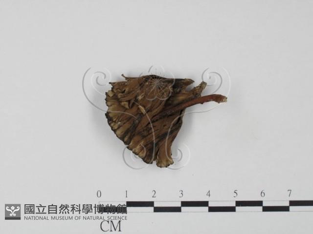 棕色革菌藏品圖，第1張