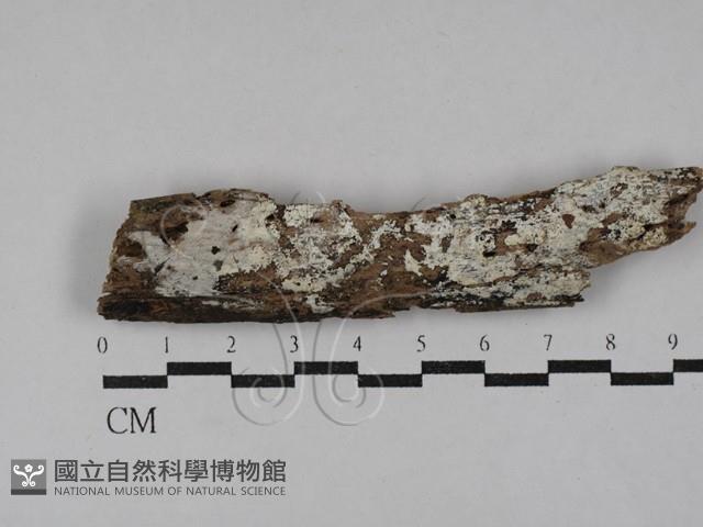 射脈菌屬藏品圖，第1張