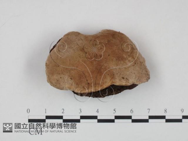 登錄號:F0009484藏品圖，第1張