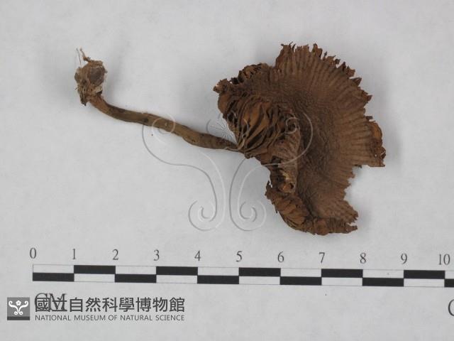 登錄號:F0023484藏品圖，第1張