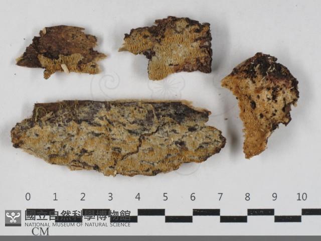 登錄號:F0033484藏品圖，第1張