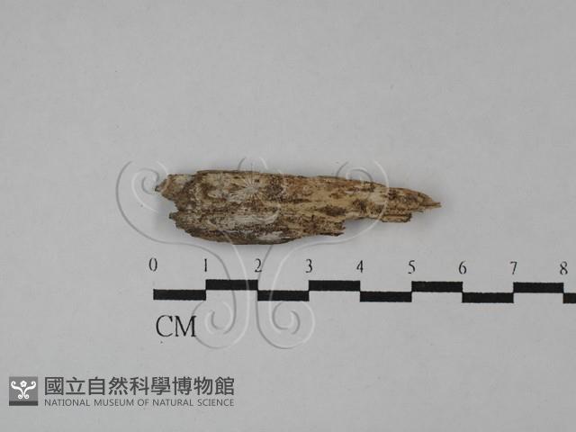 登錄號:F0028784藏品圖，第1張