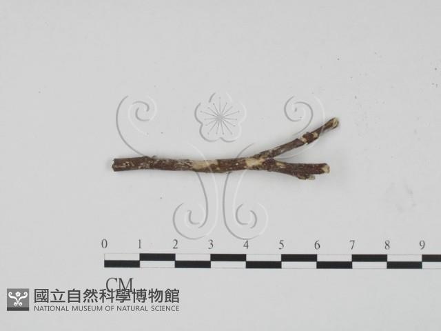 登錄號:F0008784藏品圖，第1張