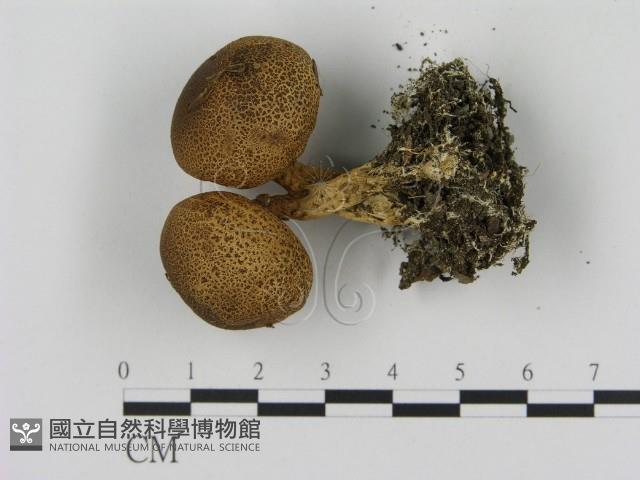 登錄號:F0020784藏品圖，第1張