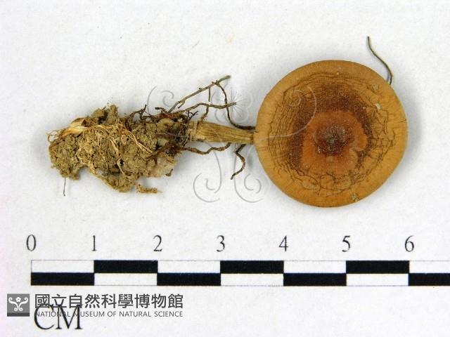 登錄號:F0010784藏品圖，第1張