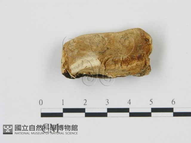 登錄號:F0006784藏品圖，第1張