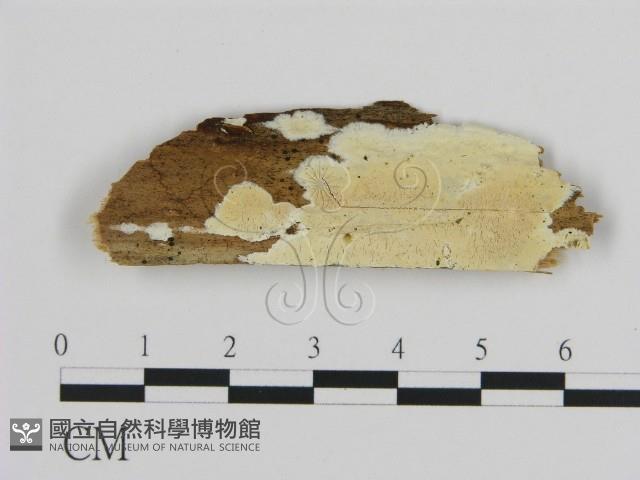 登錄號:F0016784藏品圖，第1張