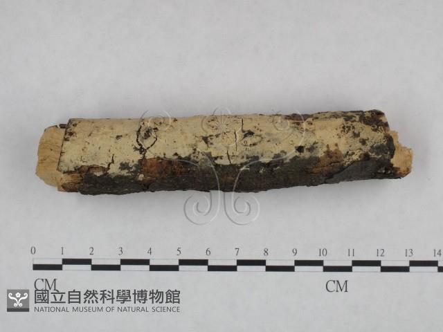 剛毛絲皮菌藏品圖，第1張