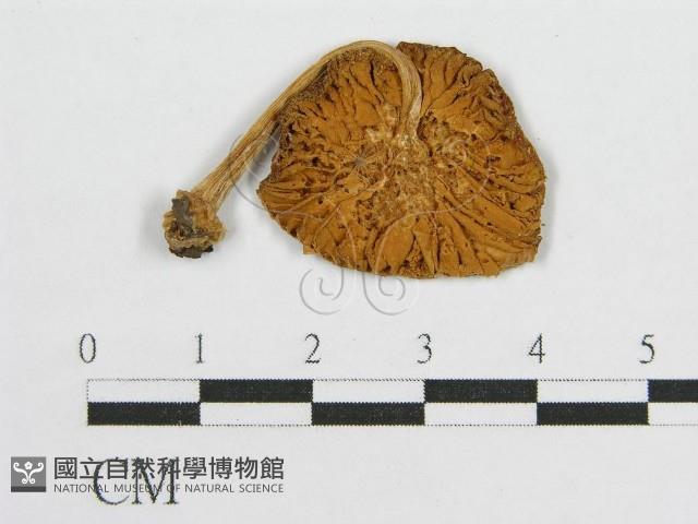 登錄號:F0001784藏品圖，第1張
