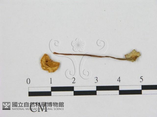 小皮傘屬藏品圖，第1張