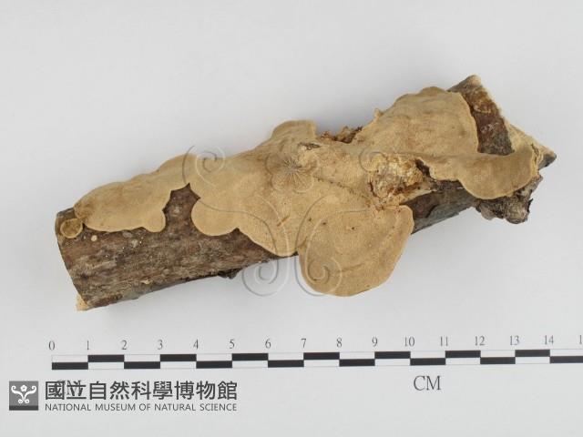 登錄號:F0014784藏品圖，第1張