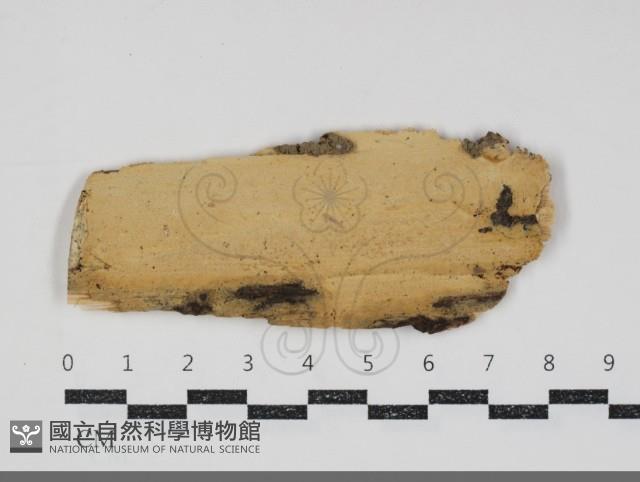 登錄號:F0034784藏品圖，第1張