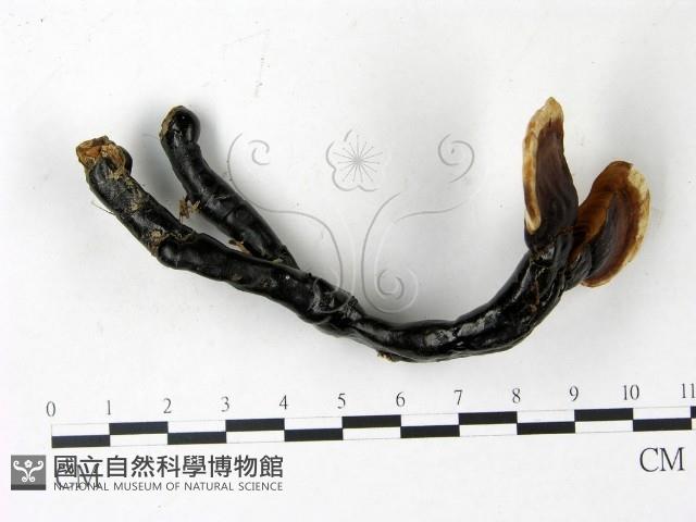 登錄號:F0022784藏品圖，第1張