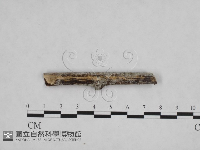登錄號:F0012784藏品圖，第1張