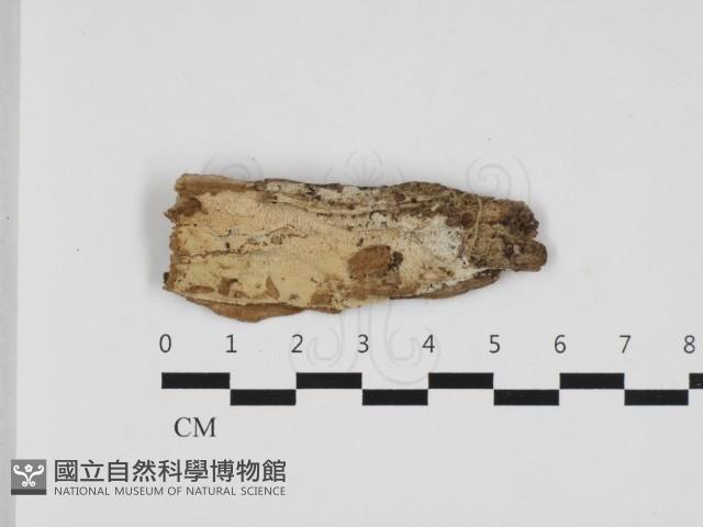 登錄號:F0032784藏品圖，第1張