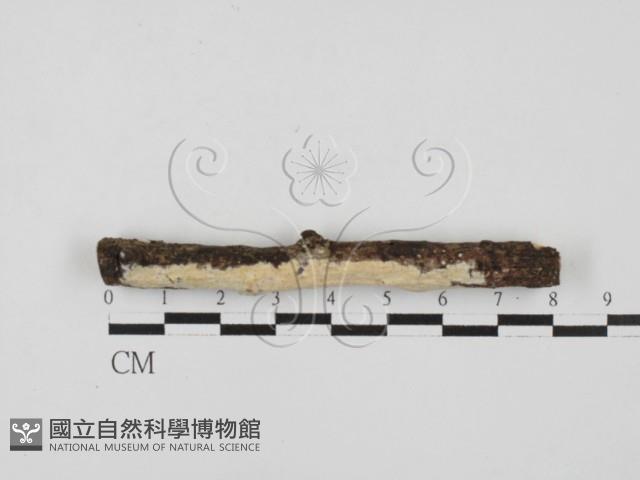 冇骨消絲齒菌藏品圖，第1張