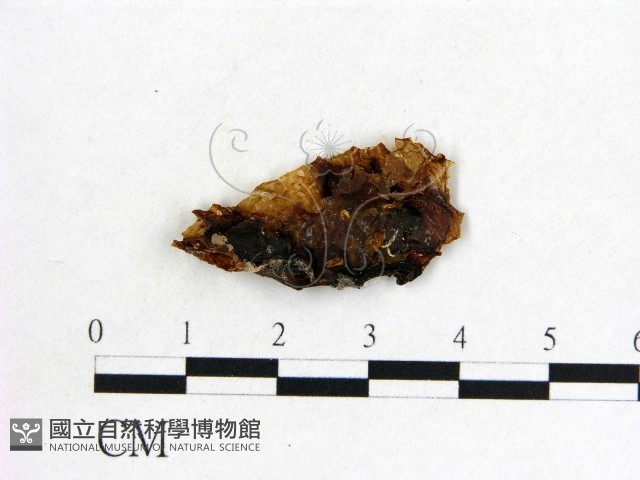 木耳屬藏品圖，第1張