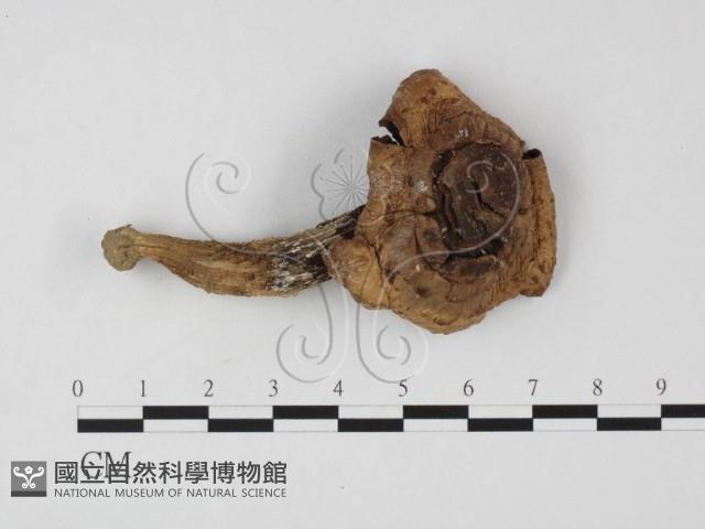 登錄號:F0025784藏品圖，第1張