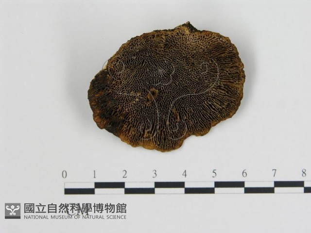 登錄號:F0005784藏品圖，第1張