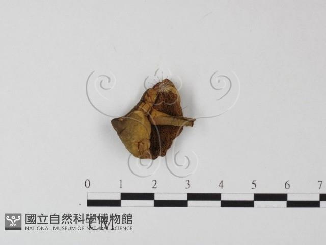 登錄號:F0009784藏品圖，第1張