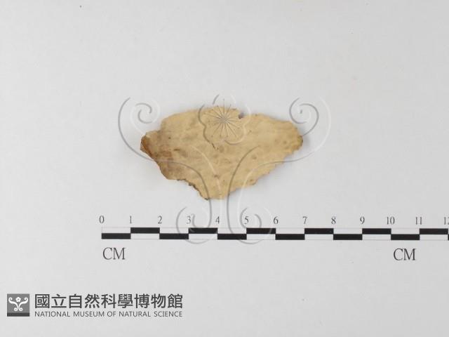 登錄號:F0023784藏品圖，第1張