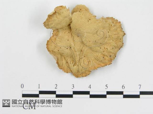波邊革菌屬藏品圖，第1張