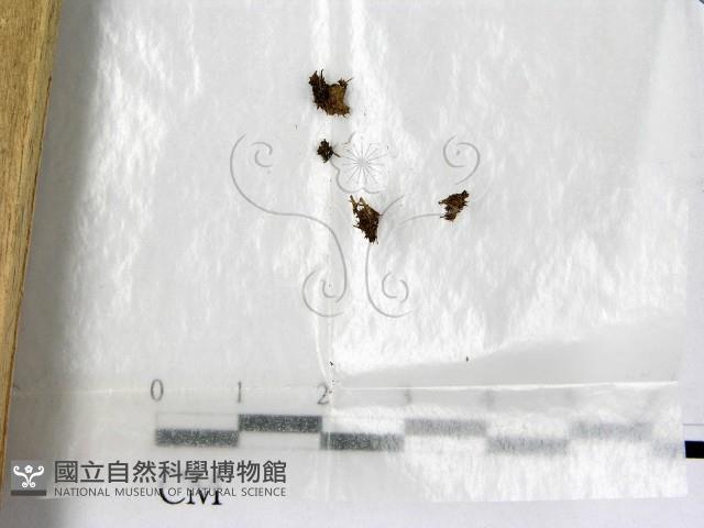 登錄號:F0000584藏品圖，第1張
