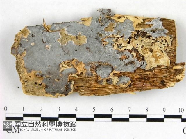 登錄號:F0010584藏品圖，第1張