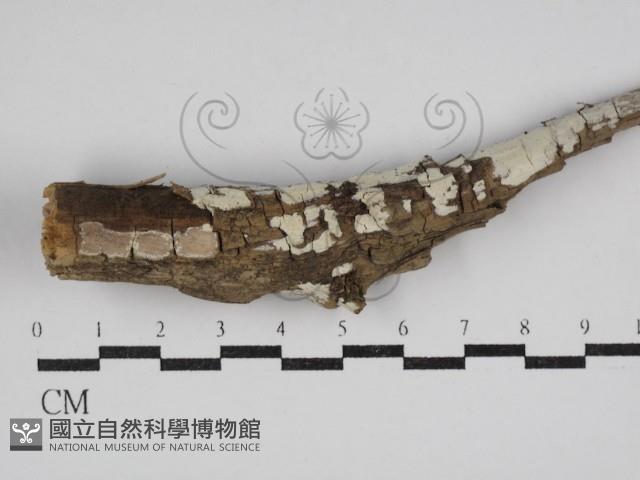 登錄號:F0030584藏品圖，第1張