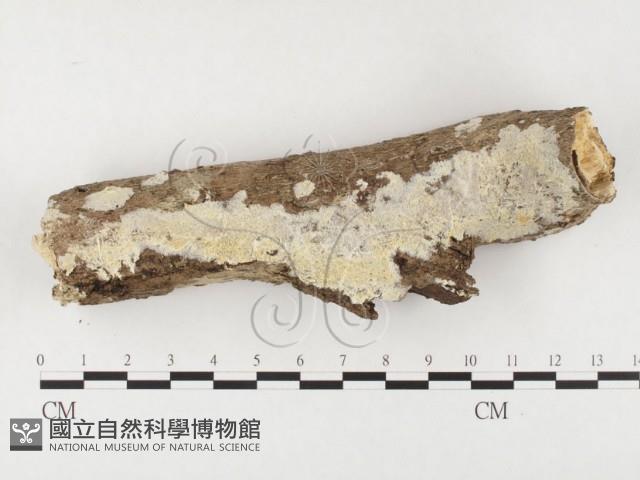 登錄號:F0026584藏品圖，第1張