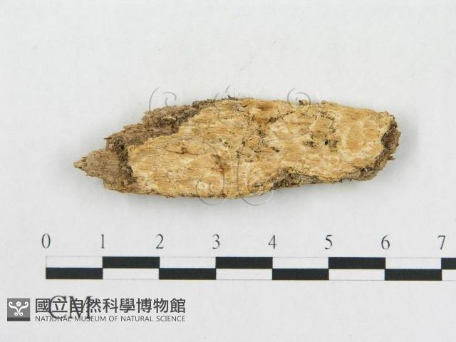 登錄號:F0006584藏品圖，第1張