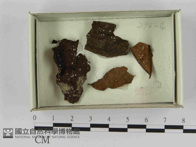 登錄號:F0021584藏品圖，第1張