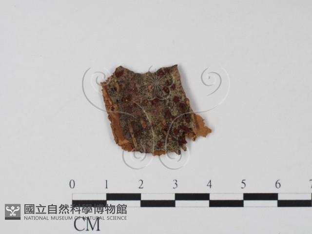 登錄號:F0011584藏品圖，第1張