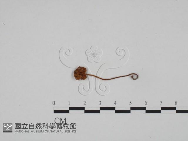 小菇屬藏品圖，第1張