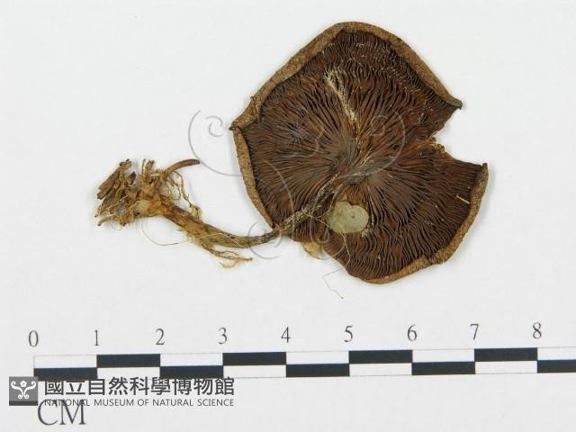 登錄號:F0004584藏品圖，第1張