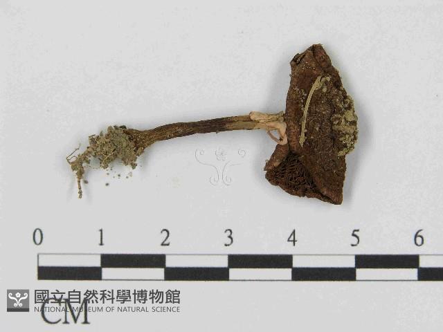 登錄號:F0014584藏品圖，第1張