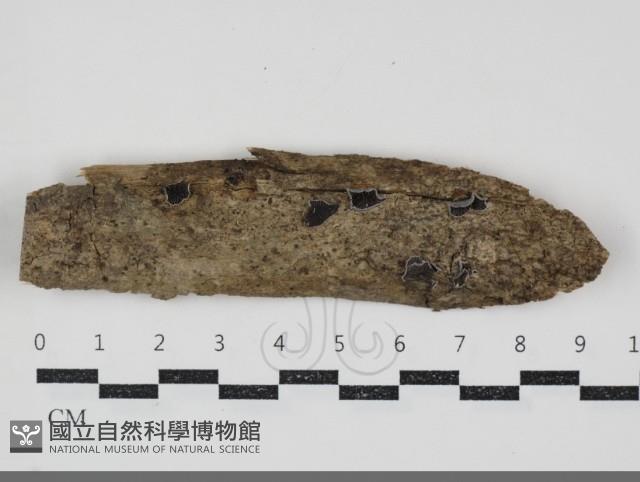 登錄號:F0034584藏品圖，第1張