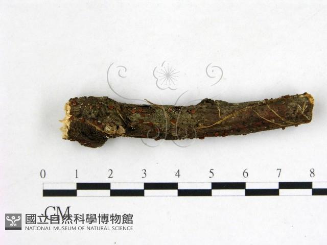 登錄號:F0022584藏品圖，第1張