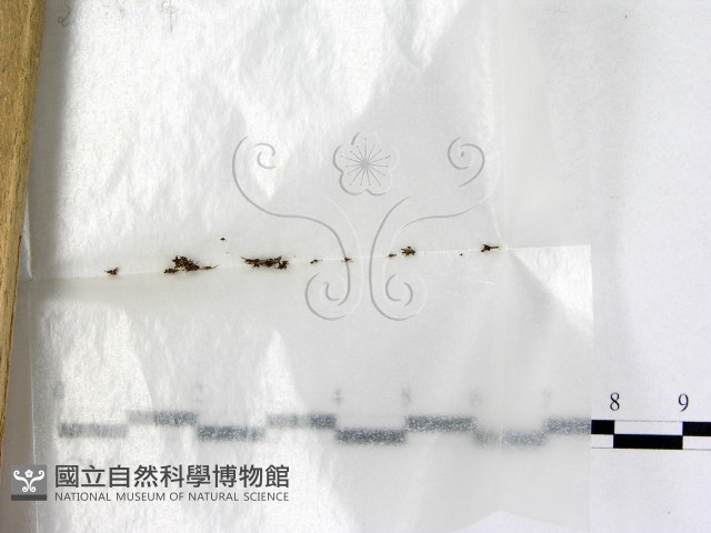 登錄號:F0002584藏品圖，第1張