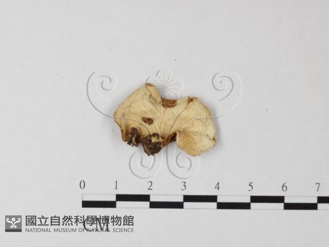 登錄號:F0012584藏品圖，第1張