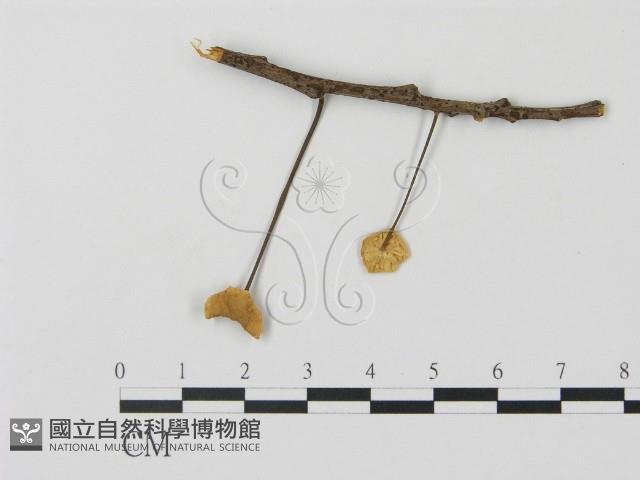 登錄號:F0007584藏品圖，第1張