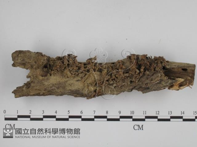 登錄號:F0005584藏品圖，第1張