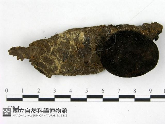 登錄號:F0015584藏品圖，第1張
