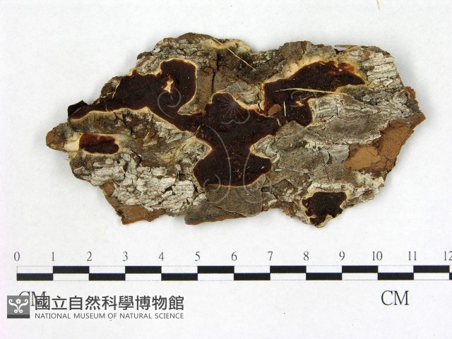 登錄號:F0009584藏品圖，第1張
